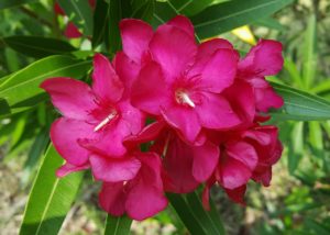 Oleander Pflanze