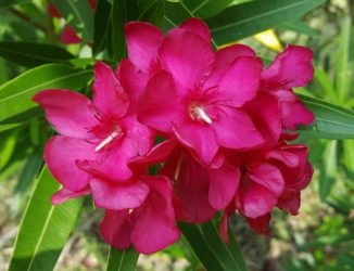 Oleander Pflanze