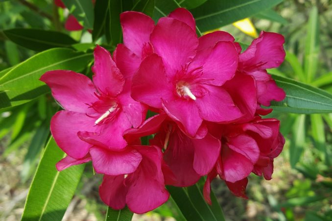 Oleander Pflanze