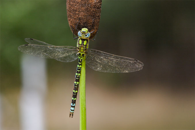 Libelle