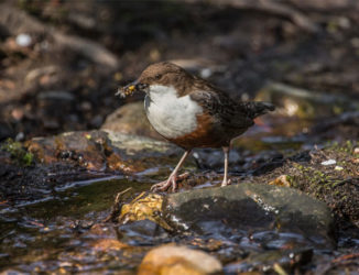 Wasseramseln tauchen in Bächen und Flüssen nach Wasserinsekten Foto: Herwig Winter, piclease.com