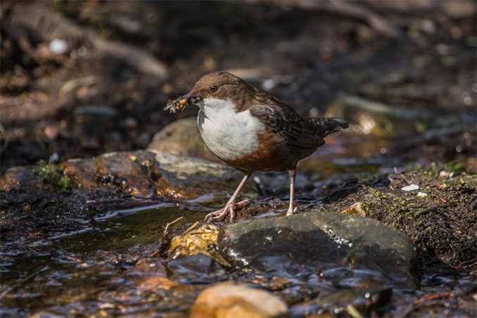 Wasseramseln tauchen in Bächen und Flüssen nach Wasserinsekten Foto: Herwig Winter, piclease.com