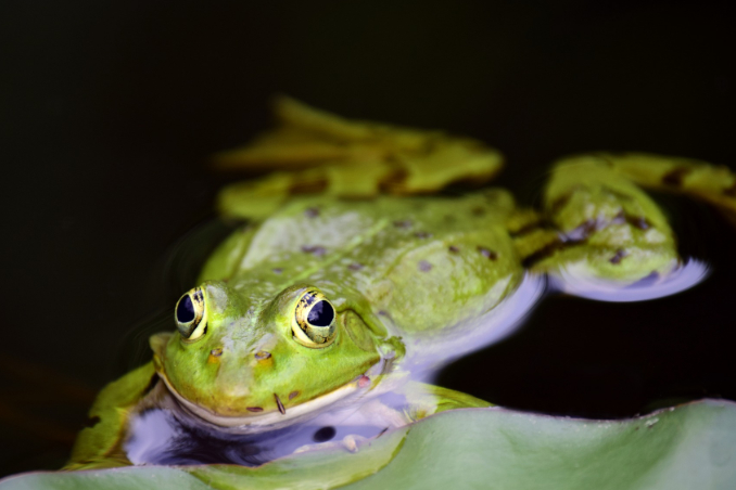 Frosch im Gartenteich