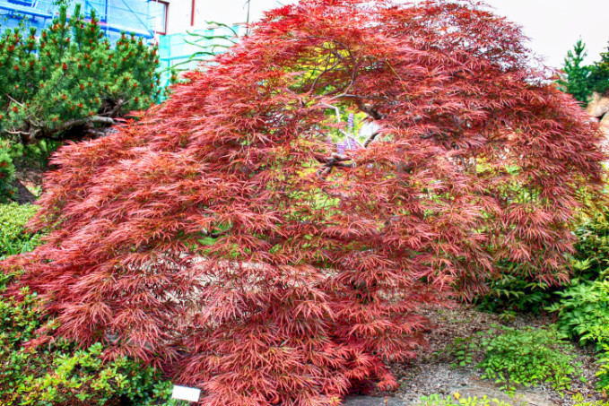 Fächerahorn als Hecke