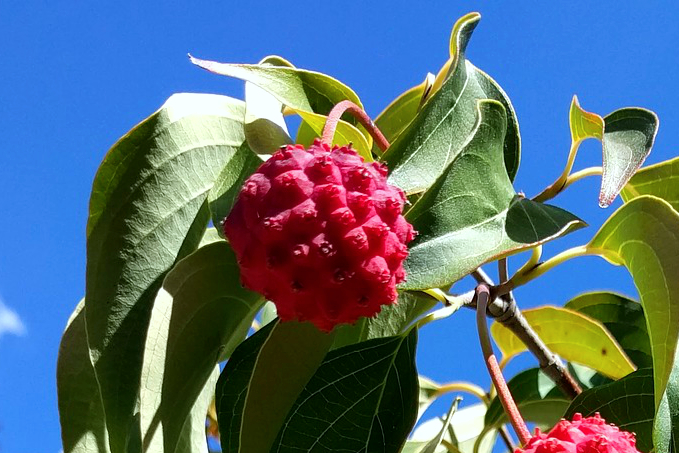 Hartriegel im Garten