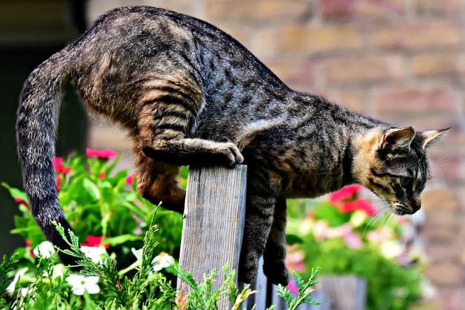 Katze in Nachbars Garten