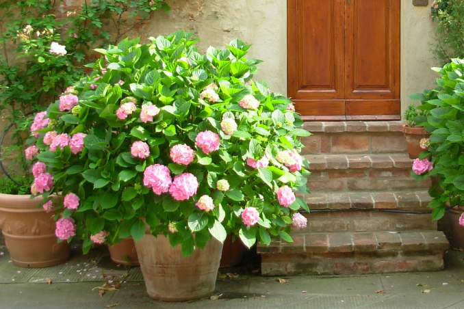 hortensie ist winterfest