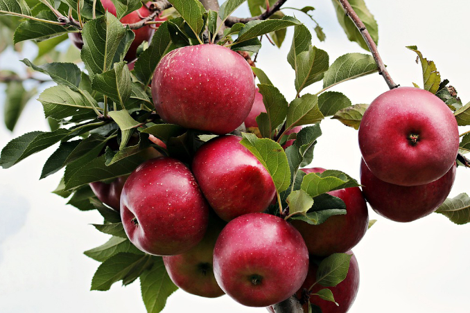 wem gehört das obst