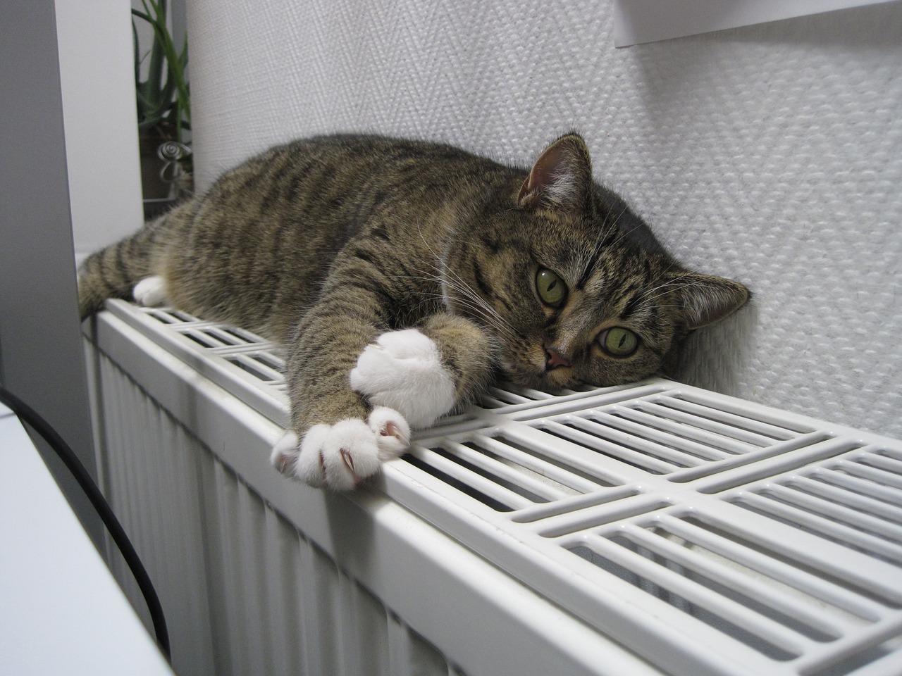 Katze auf Heizung