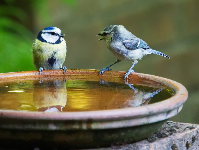 Vogelbad für den Garten