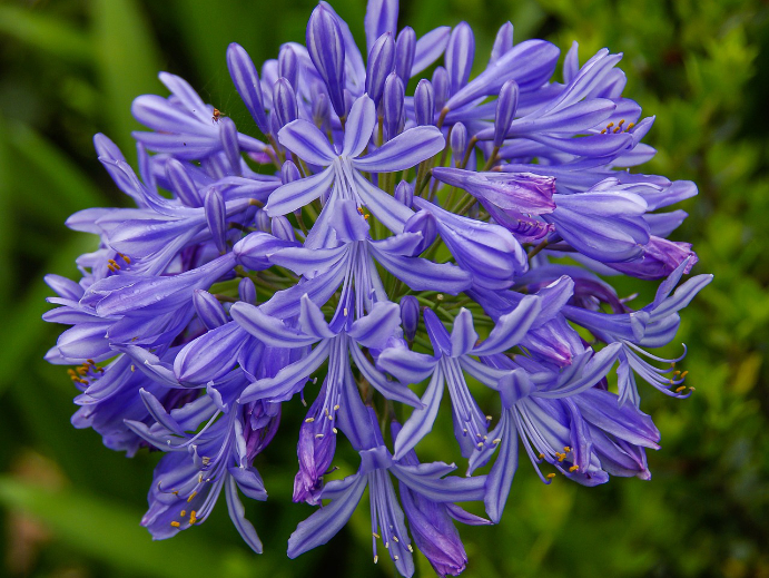 Gartenblumen - Schmucklilie