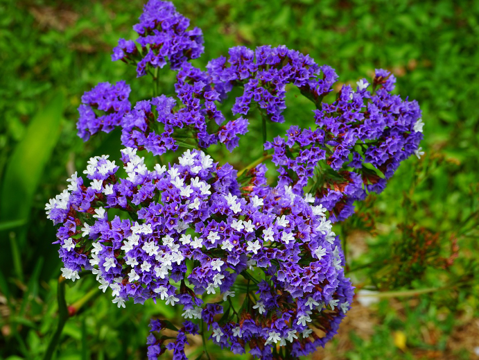 Gartenblumen - Strandflieder