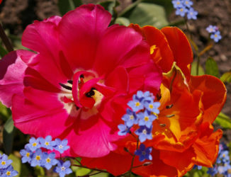 Beliebte Gartenblumen in Deutschland Gartenblumen - Tulpe