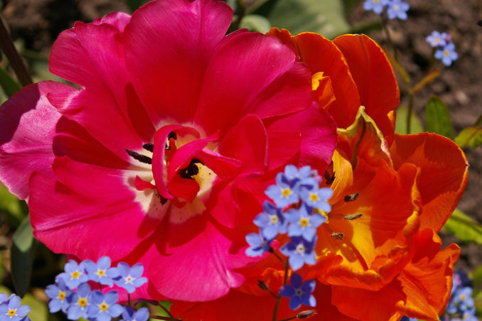 Gartenblumen - Tulpe