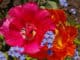 Gartenblumen - Tulpe