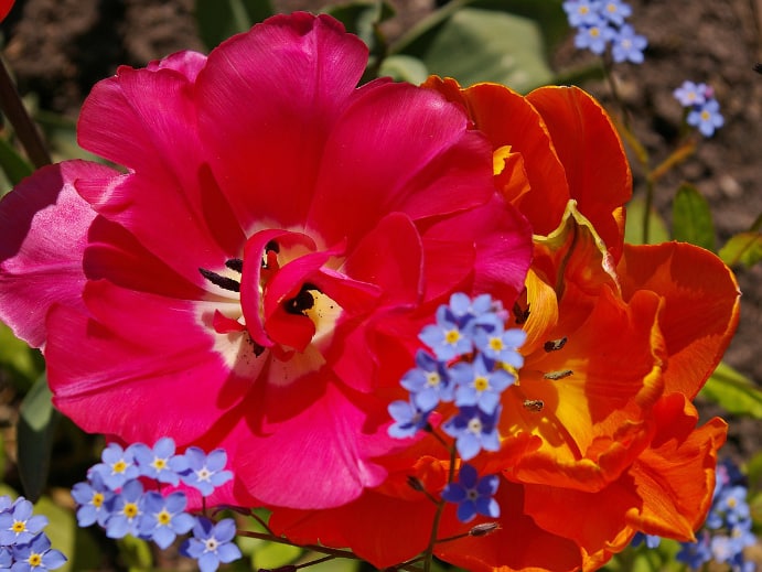 Gartenblumen – Tulpe