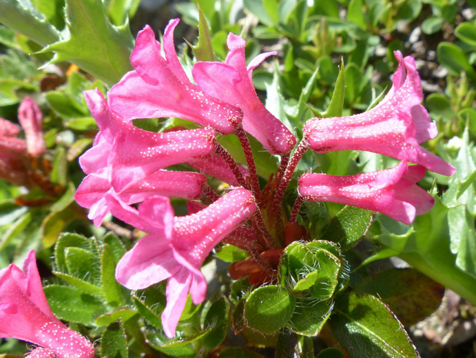 Alpenrose oder Steinrose im Garten