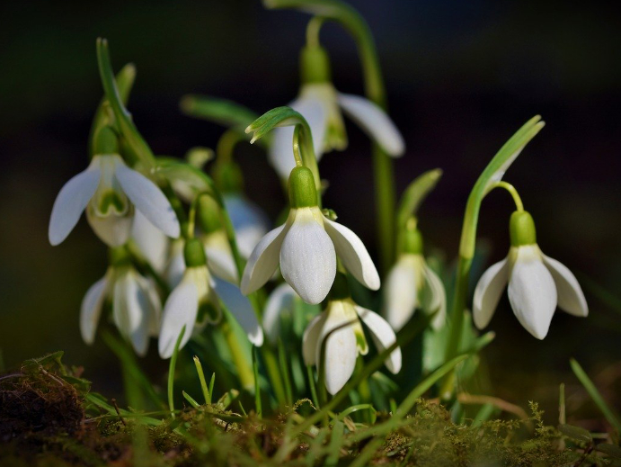 Schneeglöckchen im Frühjahr