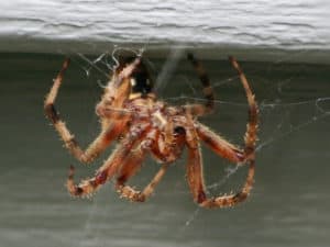 Natürliche Tipps um Spinnen zu vertreiben