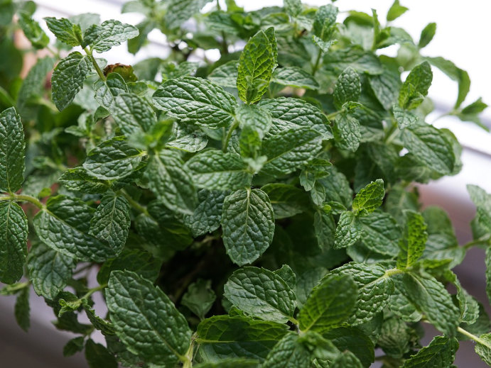 Pfeferminze im Kräutergarten