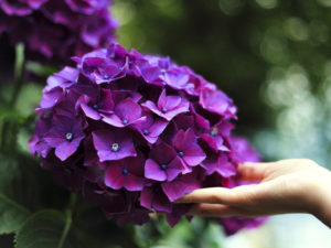 Hortensie im Garten