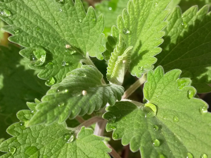 Katzenminze im Garten