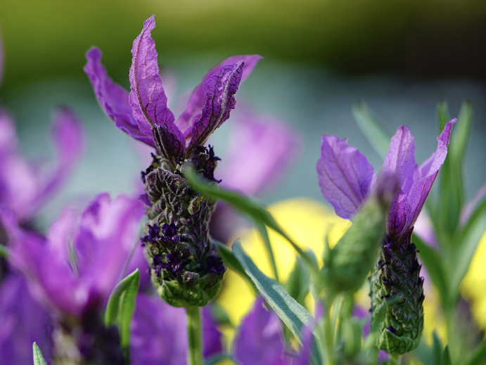 Lavendel im Garten