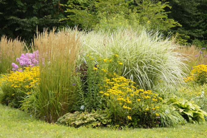 Stauden im Garten