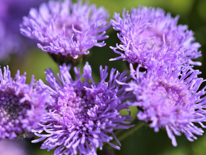 Zahnseidenblume