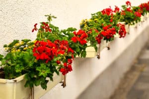 Automatische Bewässerung für Balkon & Terrasse