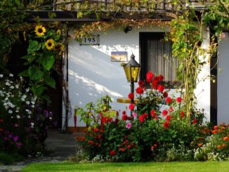 Blumen im Garten