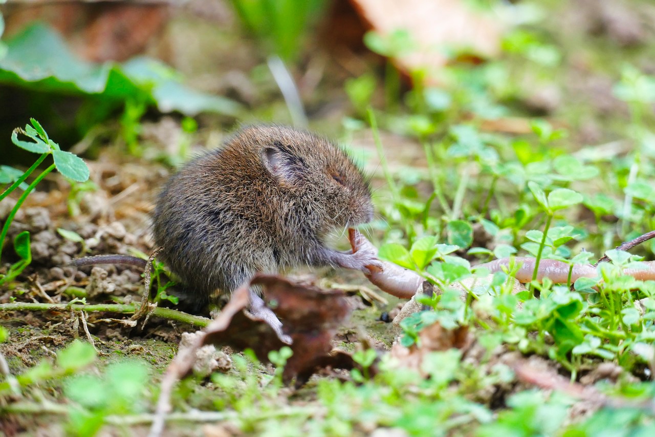 Wühlmäuse im Garten