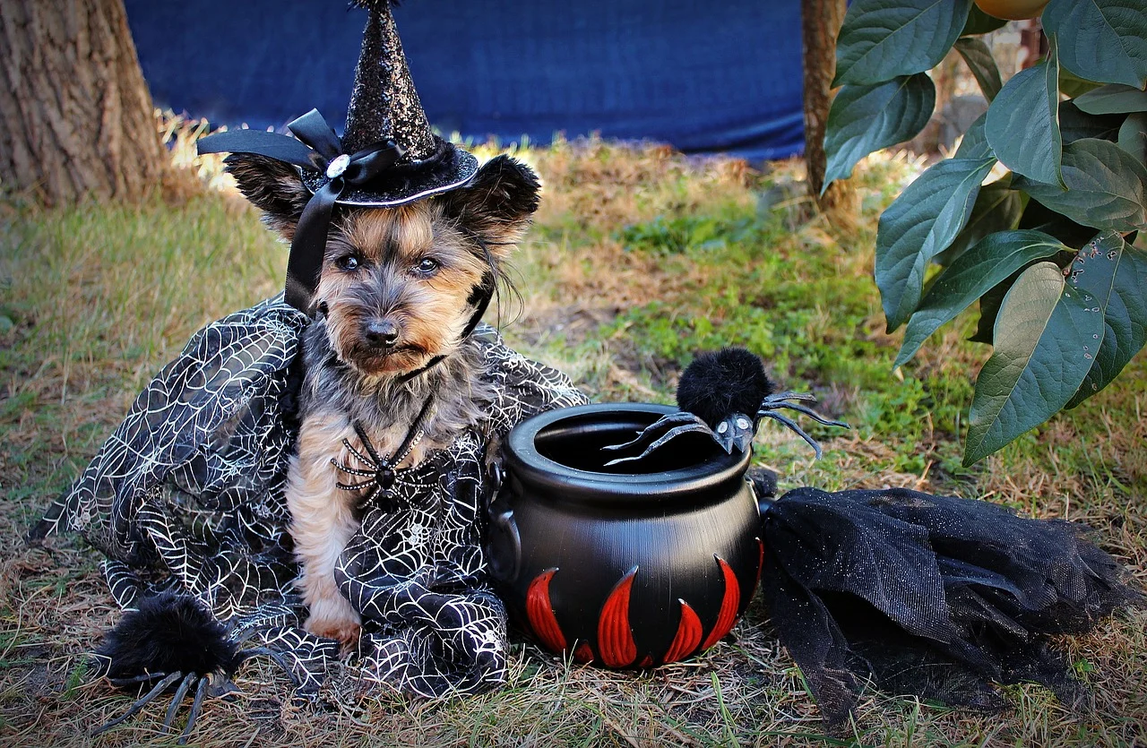 Halloween Hund