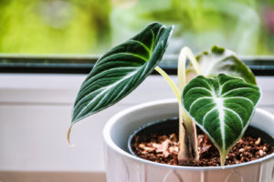 Alocasia Samtblatt