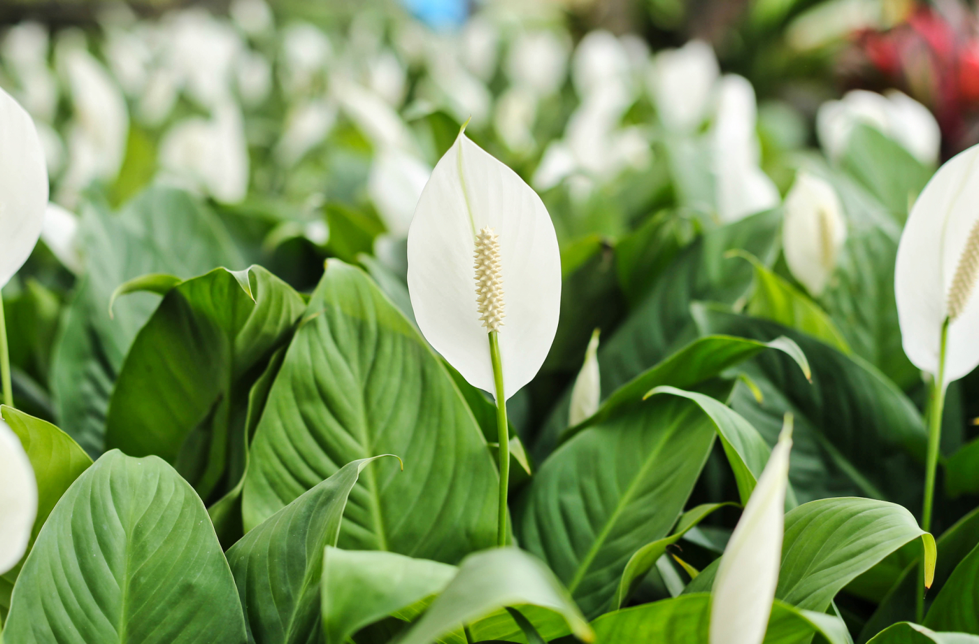 Weiße Anthurium