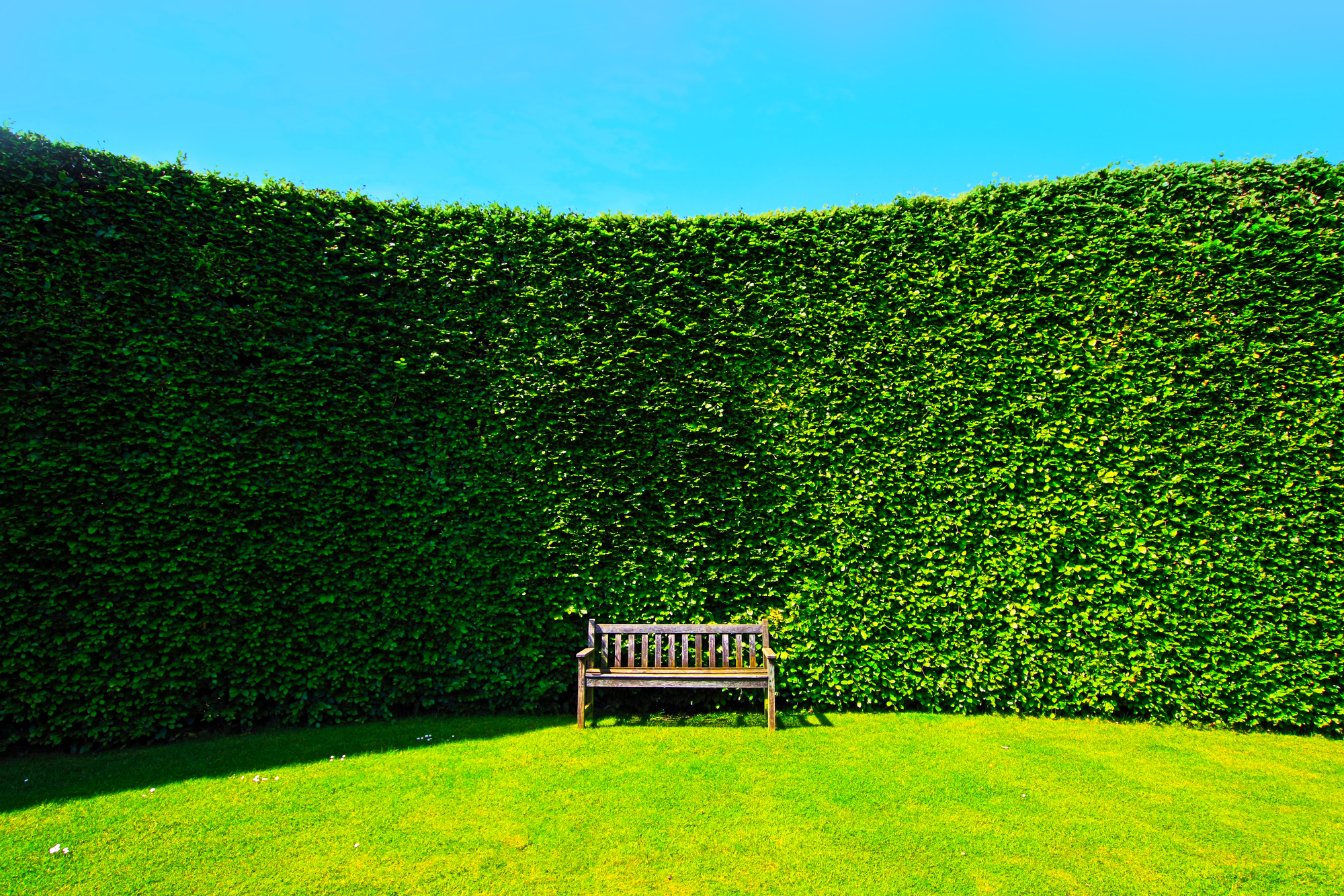 Hecke als Sichtschutz im Garten 