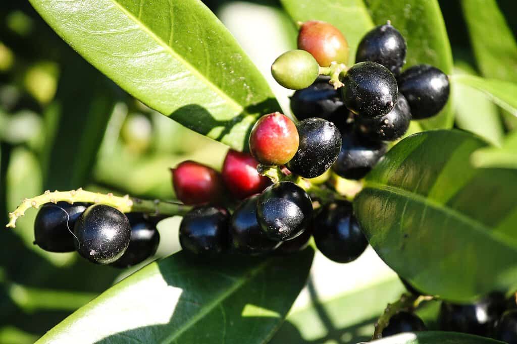 Liguster oder Kirschlorbeer kaufen Kirschlorbeer Beeren