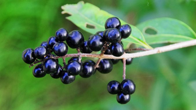 Liguster Beeren Liguster Beeren