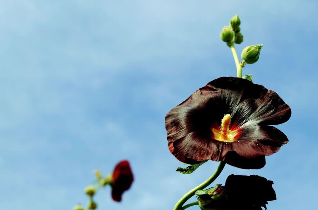 Schwarze Stockrose