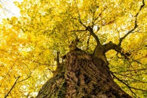 Lindenbaum im Herbst