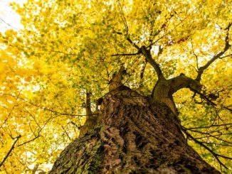 Die Linde blühte, die Nachtigall sang Lindenbaum im Herbst