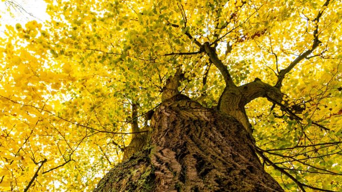 Lindenbaum im Herbst