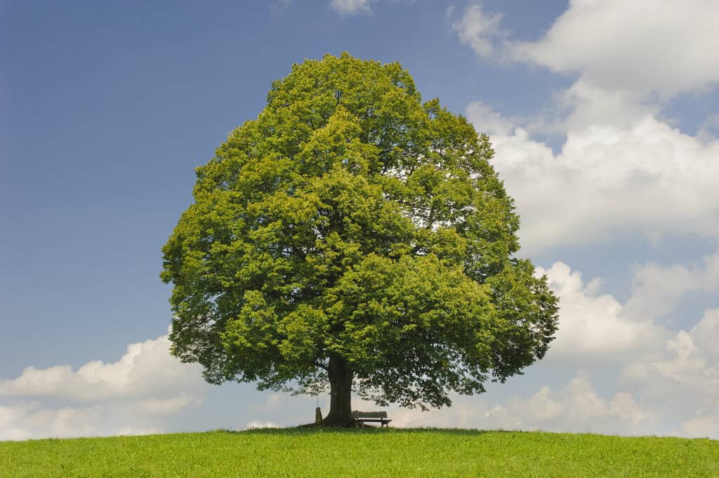 Lindenbaum mit Bank