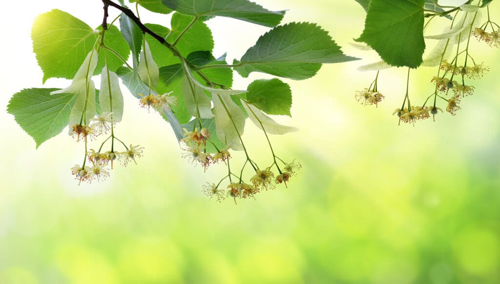 Die Linde blühte, die Nachtigall sang Sommerlinde