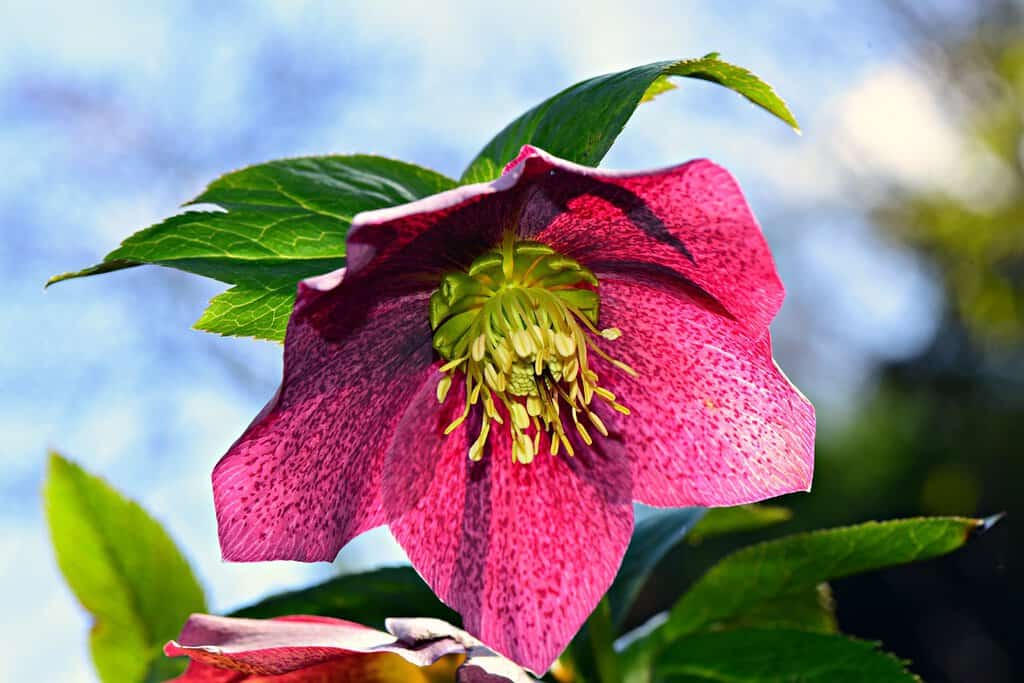 Weihnachtliche Pflanzen 🎄 Die perfekte Dekoration für die Adventszeit Christrose