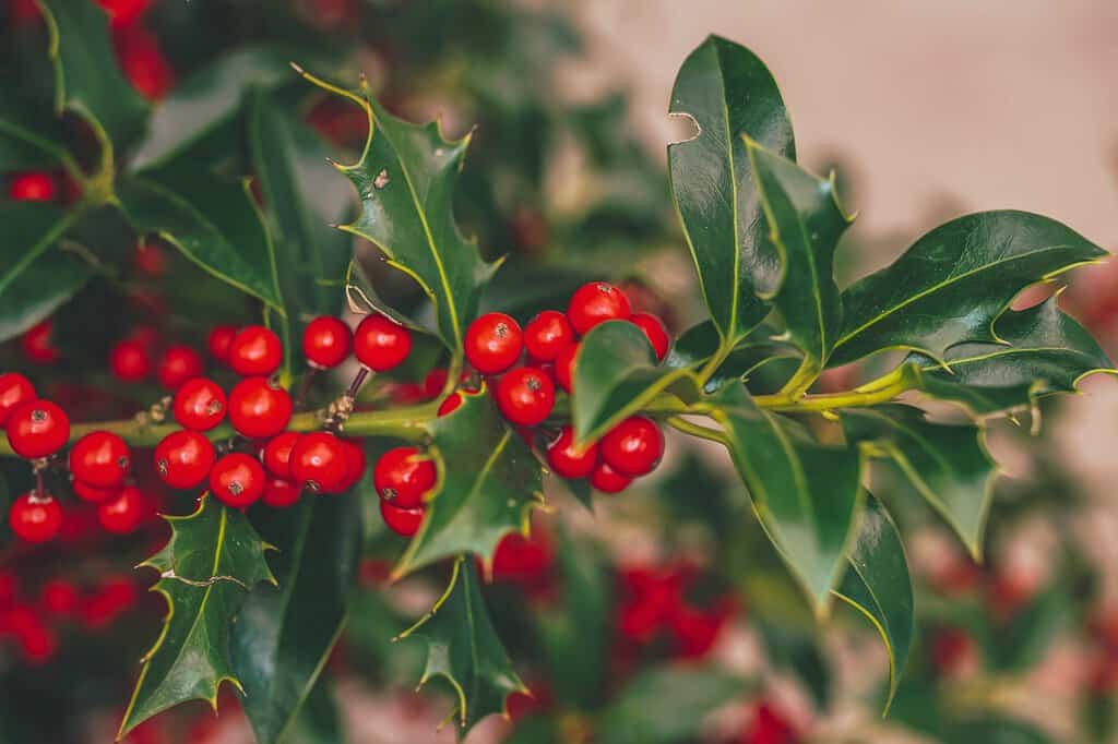 Weihnachtliche Pflanzen 🎄 Die perfekte Dekoration für die Adventszeit Stechpalme