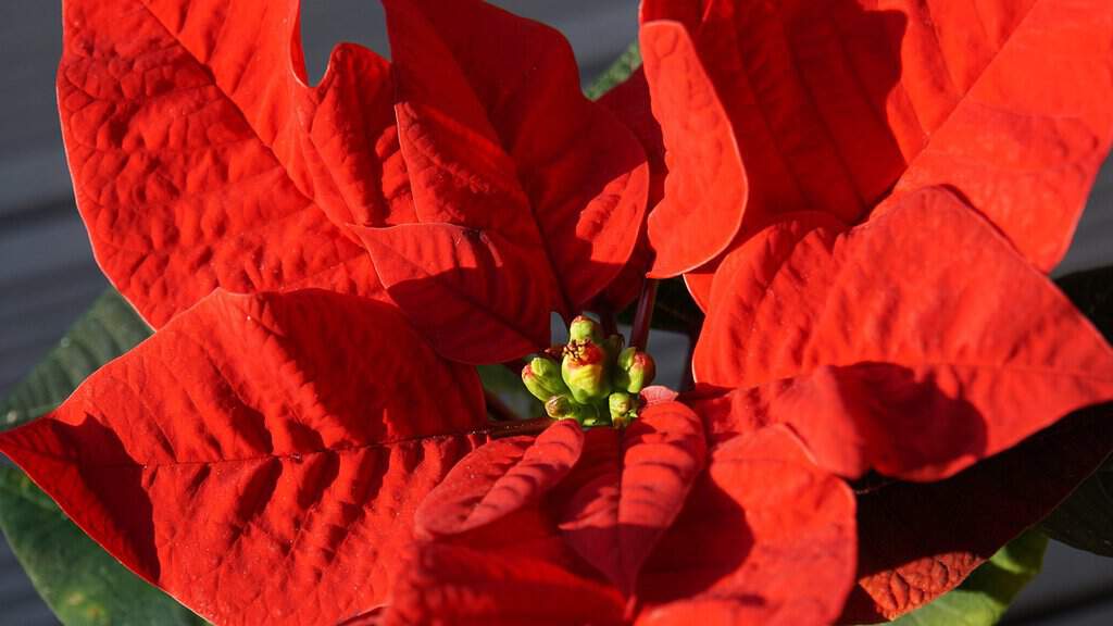 Weihnachtliche Pflanzen 🎄 Die perfekte Dekoration für die Adventszeit Weihnachtsstern