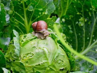 Schneckenbefall / Gartenschnecke frist Kohl