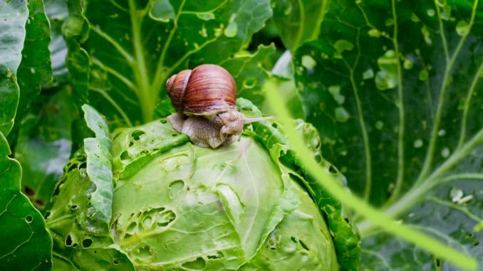 Schneckenbefall / Gartenschnecke frist Kohl