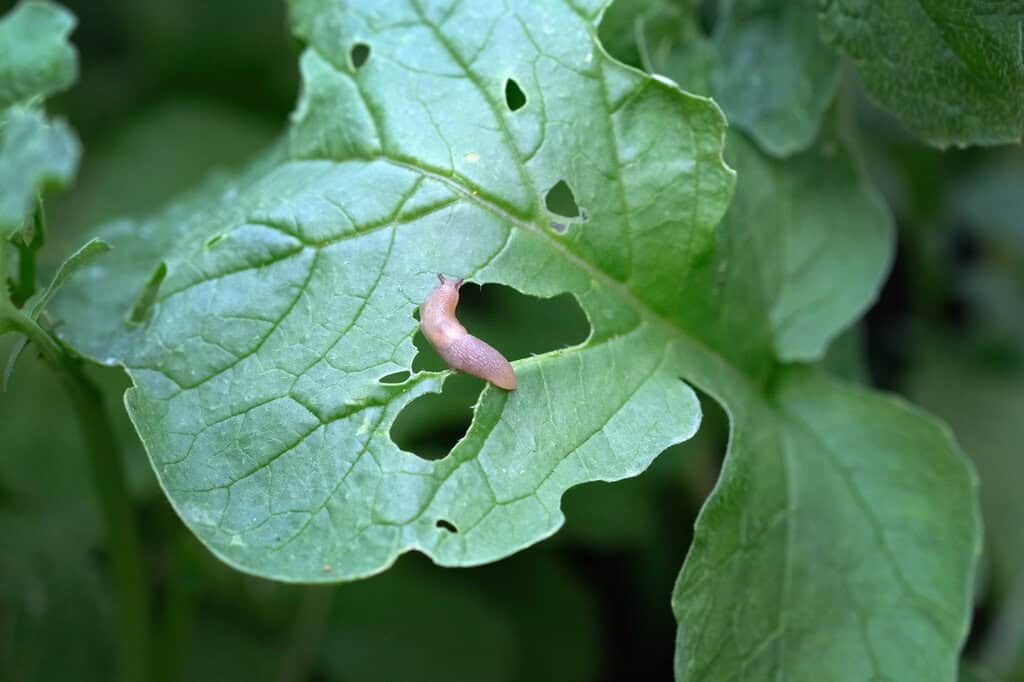 IRKA - Deutsche Qualität wirksam gegen Schneckenbefall im Garten Nacktschnecke frisst am Blatt